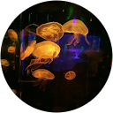 Uta Jordan profile picture